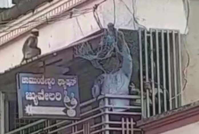 ಬಲೆಯಲ್ಲಿ ಸಿಲುಕಿದ್ದ ಮಂಗನ ಮರಿಯನ್ನು ಮರಳಿ ತಾಯಿಯ ಮಡಿಲಿಗೆ ಸೇರಿಸಿದ ಯುವಕರು!