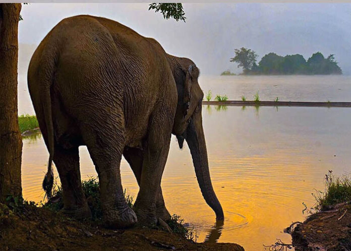 ಬೆಳ್ಳಂಬೆಳಗ್ಗೆ ಸಾಕಾನೆ ದಾಳಿಗೆ ಓರ್ವ ಬಲಿ