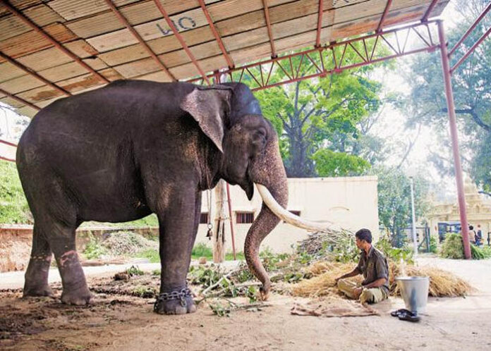 ಮೈಸೂರು ಅರಮನೆಯಲ್ಲಿ ದುಪ್ಪಟ್ಟಾಯ್ತು ಸಂಭ್ರಮ : ಮರಿ ಆನೆಗೆ ಜನ್ಮ ನೀಡಿದ 'ಲಕ್ಷ್ಮಿ'