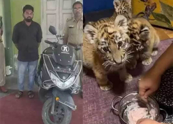 ಬೆಕ್ಕಿಗೆ ಬಣ್ಣ ಬಳಿದು ಹುಲಿಮರಿ ಎಂದು ಮಾರಾಟಕ್ಕಿಟ್ಟವನ ಬಂಧನ