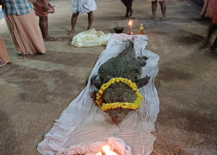ಸರೋವರ ಕ್ಷೇತ್ರ ಪ್ರಸಿದ್ಧಿಯ ಅನಂತಪುರ ದೇವರ ಮೊಸಳೆ ಬಬಿಯಾ ಇನ್ನಿಲ್ಲ