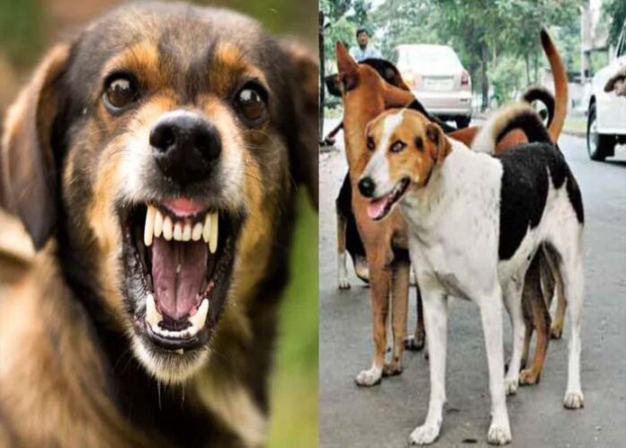 A repeat of the Hyderabad-style incident, a child died after being attacked by a dog in Gujarat