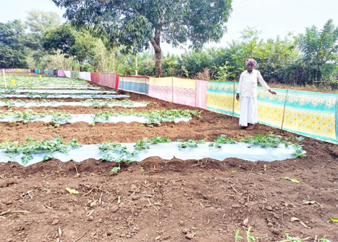 ಹಳೆ ಸೀರೆಯಿಂದ ಕಾಡುಪ್ರಾಣಿ ಕಾಟಕ್ಕೆ ಮುಕ್ತಿ!