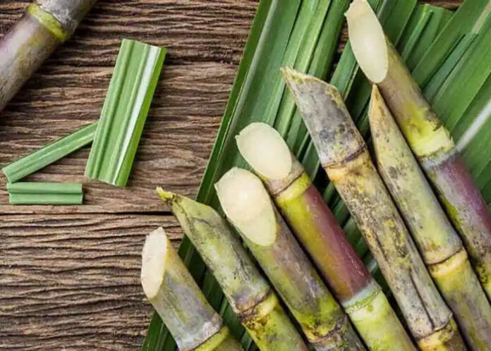 HEALTH | ಸಂಕ್ರಾಂತಿ ಸಮಯಕ್ಕೆ ಯೋಚ್ನೆ ಮಾಡದೇ ತಿನ್ನಿ ಸಾಕಷ್ಟು ಕಬ್ಬು, ಇದರ ಪ್ರಯೋಜನಗಳಿವು..