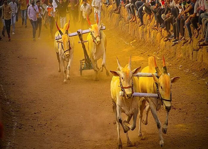 ಎತ್ತಿನಗಾಡಿ ಓಟದ ಸ್ಪರ್ಧೆಯಲ್ಲಿ ಚಕ್ರ ಹರಿದು ರೈತ ಸಾವು