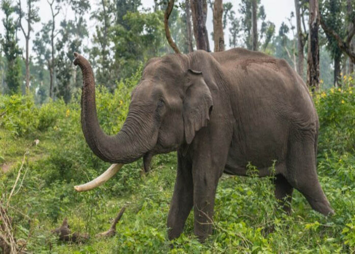 ಸಕ್ರೆಬೈಲಿನಲ್ಲಿ ವಾಚ್‌ಮನ್ ಮೇಲೆ ಆನೆ ದಾಳಿ