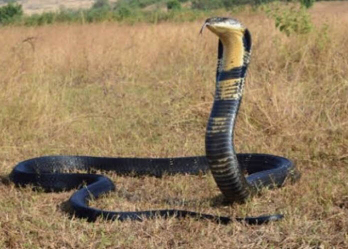 ಅಂಕೋಲಾದಲ್ಲಿ ಕಾಣಿಸಿದ ಬೃಹತ್ ಗಾತ್ರದ ಕಾಳಿಂಗ ಸರ್ಪ